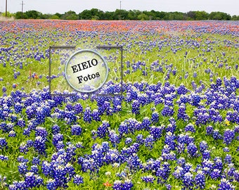 Digital Background Blue Bonnet Field