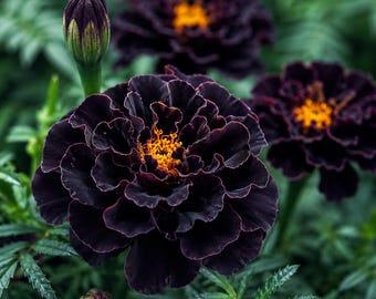 Caléndula negra híbrida, 25 semillas, variedad rara de flor antigua para plantar en el jardín.