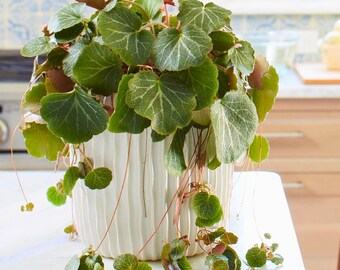 Strawberry Begonia Seeds | 25 seeds