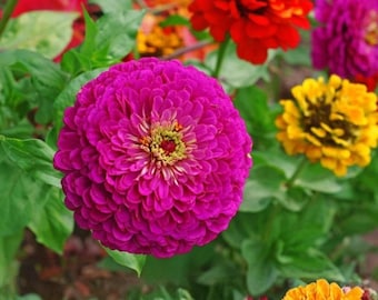 Lilliput Zinnia Seeds Mix (50 Seeds)