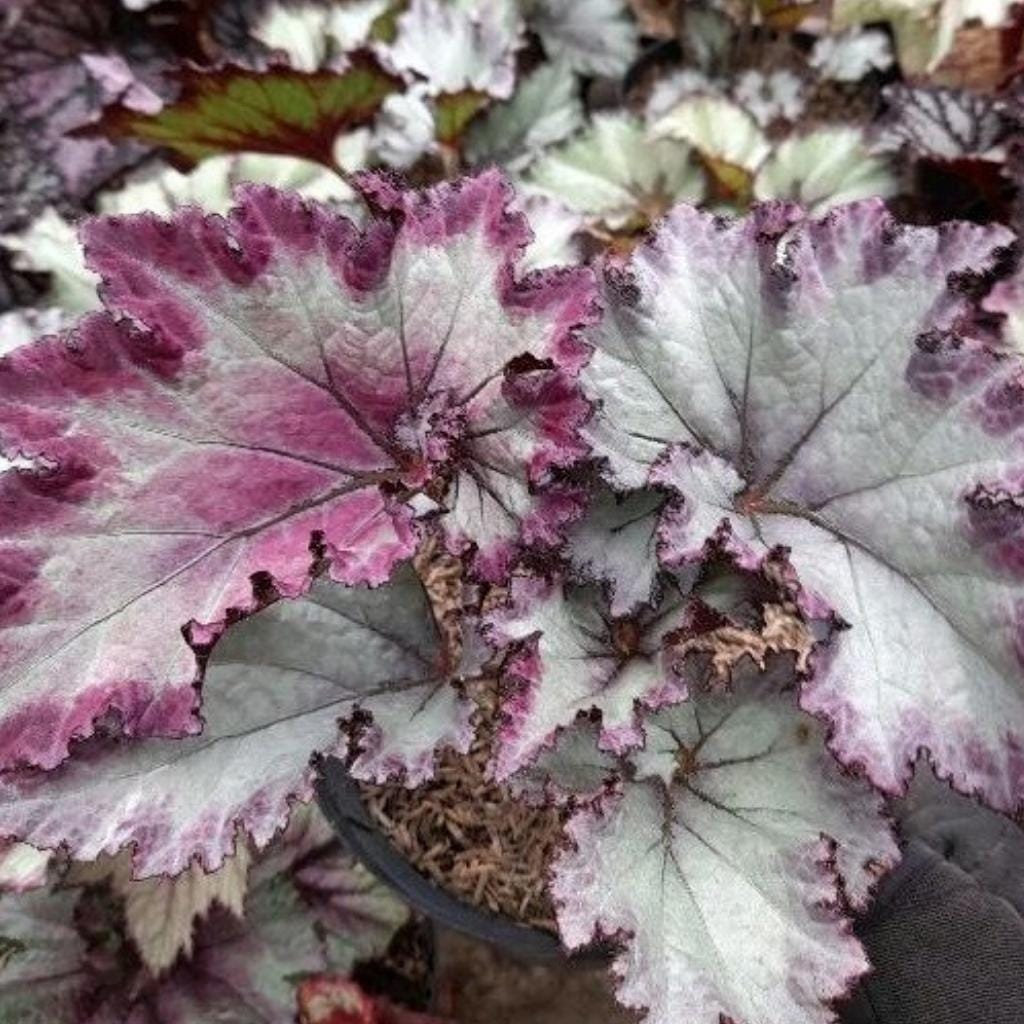 Rare begonias - Etsy 日本