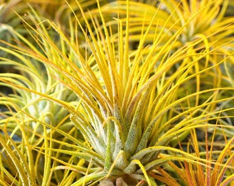 Air Plant Tillandsia Ionantha Seeds | 50 seeds