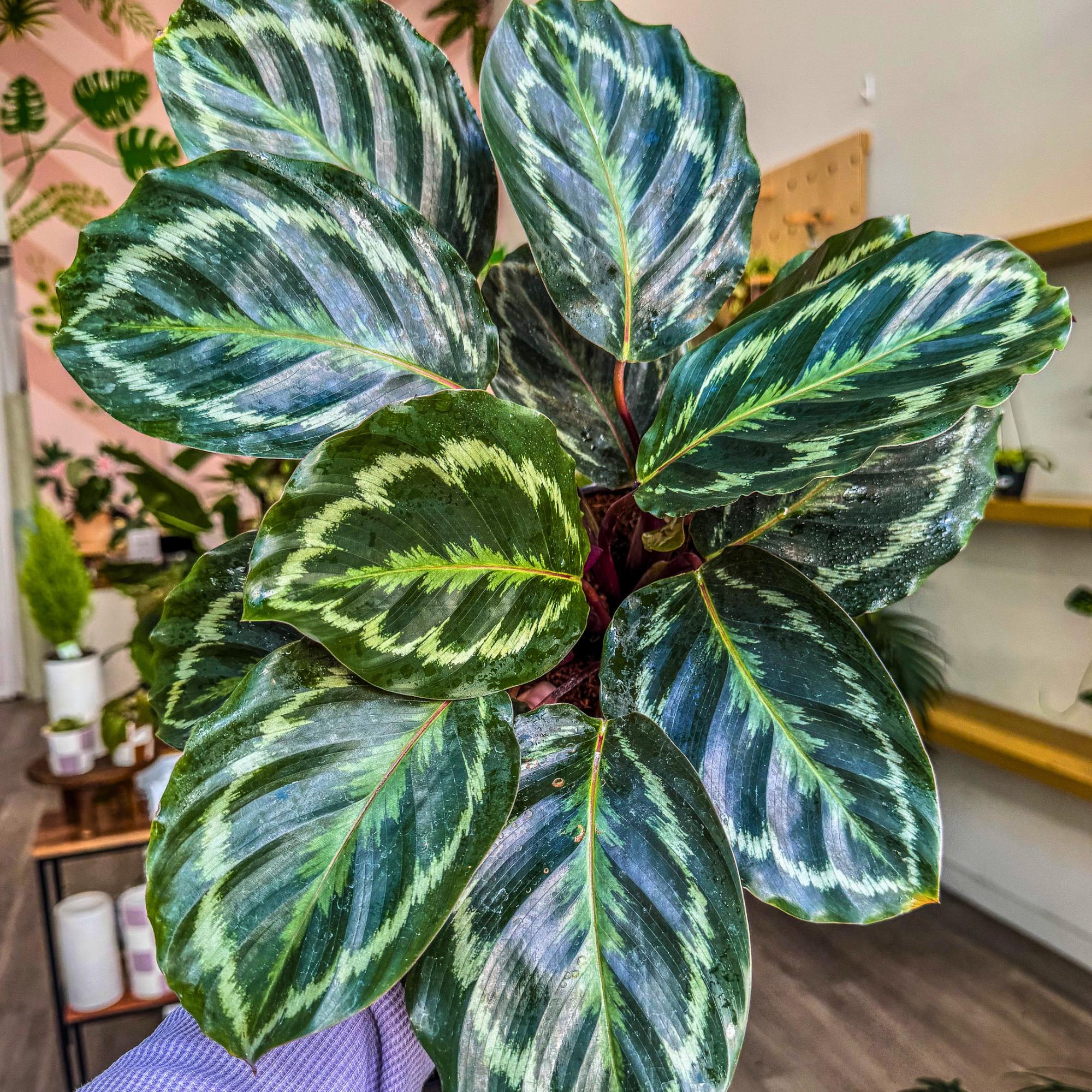 Purple calathea plant - Etsy.de