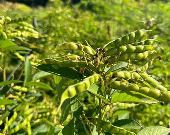 Pigeon Pea Seeds | 50 seeds