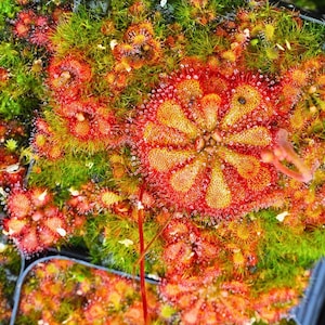 Puede incluir: Un grupo de plantas carn&iacute;voras Drosera con hojas circulares de color rojo y amarillo, cubiertas de pelos glandulares pegajosos y brillantes. El follaje es denso y muestra un patr&oacute;n radial con gotas similares al roc&iacute;o.