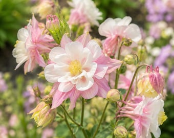 Double Pink White Columbine Aquilegia vulgaris 500 Seeds Perennial Cottage Garden Flower