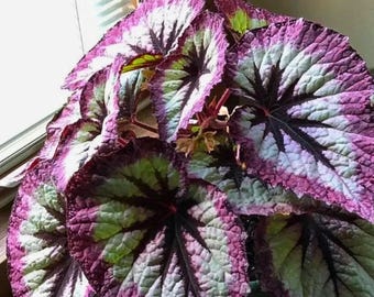 Two Tone Purple Rex Begonia Seeds | 25 seeds