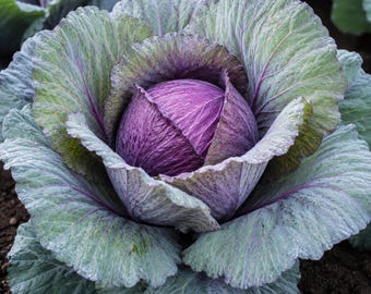 Red Acre Cabbage 100 Seeds Heirloom Non GMO Vegetable Garden Planting