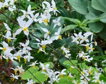 Epimedium Brevicornum Seeds, Round Leaf (100 seeds)