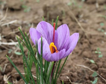 Nasiona szafranu jesiennego (Crocus sativus) | 50 nasion