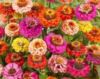 Thumbelina Zinnia Mix Seeds | 50 seeds