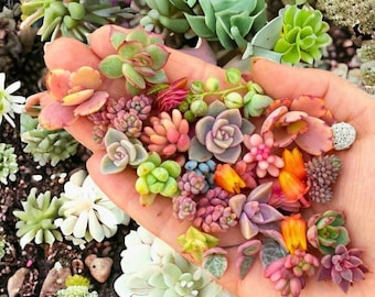 Mixed Succulent Seeds | 200 seeds
