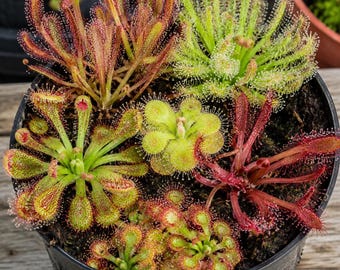 Fresh Drosera Seeds Mix | Carnivorous Plant Seeds (100 Count)