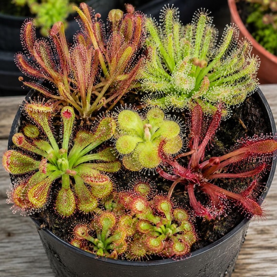 Fresh Drosera Seeds Mix | Carnivorous Plant Seeds (100 Count)