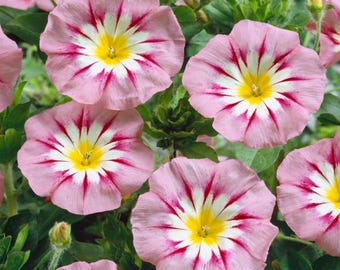 Rose Ensign Dwarf Morning Glory Seeds | 30 seeds