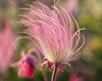 Prairie Smoke 35 Seeds Native Wildflower Perennial Garden Pollinator Blooms