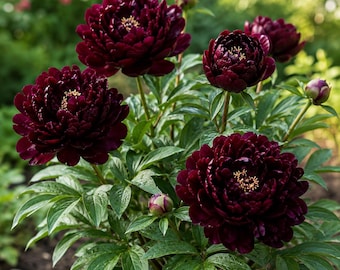 Peonía Black Beauty, 50 semillas, flor perenne rara, plantación de jardín, variedad tradicional, floración al aire libre, regalo.