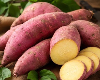 Purple Sweet Potato 20 Seeds Heirloom Non GMO Rare Vegetable Garden Planting Organic