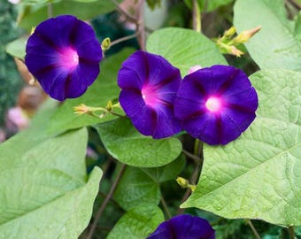 Grandpa Ott Morning Glory Seeds | 50 seeds