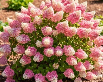 Panicle Hydrangea Seeds | 50 seeds
