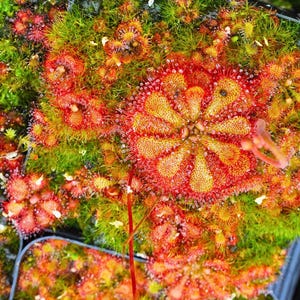 Puede incluir: Un grupo de plantas carn&iacute;voras Drosera con hojas circulares de color rojo y amarillo, cubiertas de pelos glandulares pegajosos y brillantes. El follaje es denso y muestra un patr&oacute;n radial con gotas similares al roc&iacute;o.