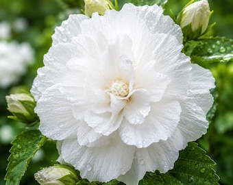 White Hibiscus Double Blooms 50 Seeds Rare Tropical Flower Garden Planting Gift