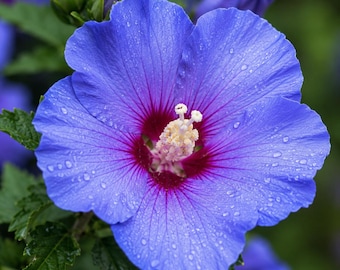 Blue Hibiscus Seeds 50 Rare Tropical Flower Garden Plant Exotic Perennial Heirloom Grow Kit