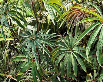 Semillas de begonia Luxurians / 25 semillas