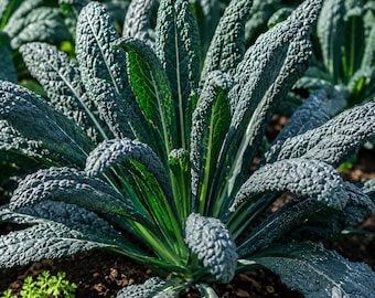 Black Tuscan Kale 500 Seeds Heirloom Non GMO Vegetable Garden Planting