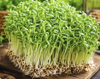 Curled Cress Peppergrass 1500 Seeds Heirloom Garden Microgreens Sprouting Non GMO Fast Growing
