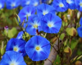 Heavenly Blue Morning Glory Seeds | 50 seeds
