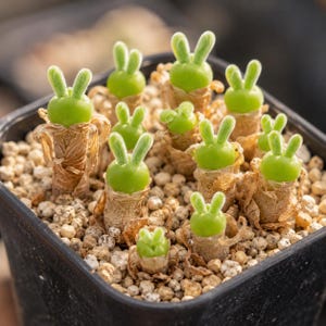 Op de afbeelding: Een zwarte vierkante pot met meerdere Monilaria moniliformis vetplanten. Elke plant heeft een ronde, felgroene basis met twee rechtopstaande, donzige, konijnenoorvormige blaadjes die uit een droge, beige, papierachtige stengel in licht grind groeien.