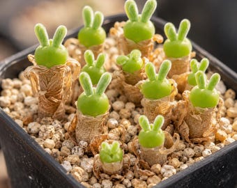 Rabbit Succulent 500 Seeds Rare Lithops Bunny Living Stone Cactus Garden Gift