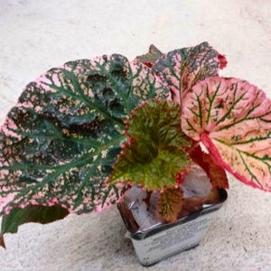 Rare begonias - Etsy 日本