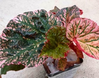 Semillas de begonia Sol de Medianoche / 25 semillas