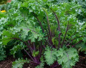 Red Russian Kale 500 Seeds Heirloom Non GMO Cold Hardy Organic Vegetable Garden