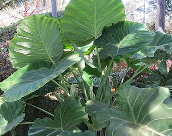 Giant Elephant Ear Plant, Fresh Colocasia Gigantea Seeds | 50 seeds