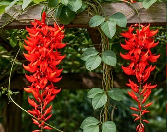 Rare Red Jade Vine Seeds (Mucuna Benettii) | 5 seeds