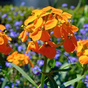 Sibirisk väggblomma frön | 100 frön