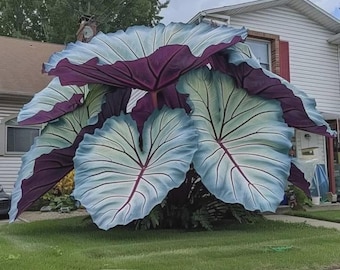 Nasiona hosty od dużych do gigantycznych, mieszanka kolorów i kształtów liści – ponad 25 nasion bylin