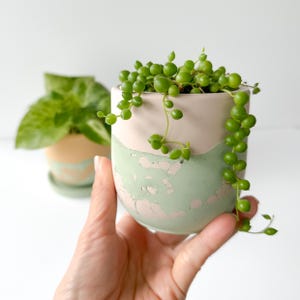 May include: A small, round, two-toned planter with a string of pearls plant. The top half of the planter is a light pink, and the bottom half is a distressed green. The plant has small, round, green leaves.