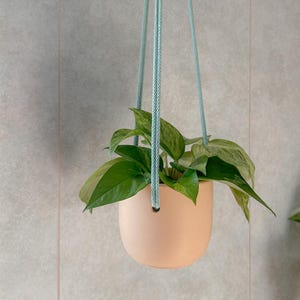May include: A peach-colored, round hanging planter with a green leafy plant. The planter is suspended by three light blue ropes. The plant has green and white variegated leaves. The background is a light gray wall.