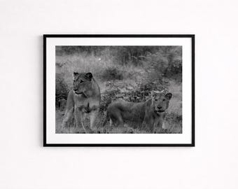 Mother and Son Lions of South Africa