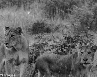 Mother and Son Lions of South Africa
