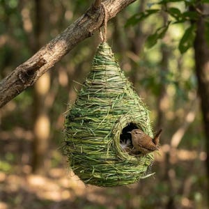 Può includere: Un nido verde intrecciato, a forma di goccia, appeso a un ramo. Un piccolo uccello marrone è seduto all'interno dell'ingresso del nido, fatto di erba intrecciata. Il nido è sospeso da una corda di fibra naturale.