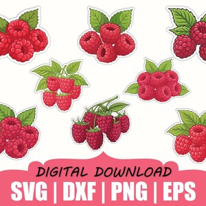 Könnte beinhalten: Eine Sammlung lebendiger roter Himbeerillustrationen mit grünen Blättern. Das Bild zeigt mehrere Beerencluster, jedes mit einem detaillierten, aufkleberartigen Aussehen. Der Text "DIGITAL DOWNLOAD" wird in einem rosa Banner zusammen mit Dateityp-Abkürzungen angezeigt.