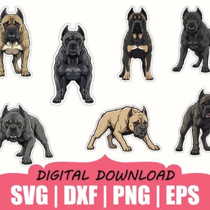 Op de afbeelding: Een verzameling van zeven digitale illustraties van Cane Corso honden in verschillende houdingen en kleuren, waaronder beige, zwart en grijs. De tekst DIGITAL DOWNLOAD SVG | DXF | PNG | EPS staat in het zwart onderaan op een roze achtergrond.