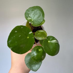 May include: A small, potted Pilea peperomioides plant, also known as a Chinese money plant, featuring round, dark green leaves with white speckles. The plant is in a clear plastic pot, held by a hand, against a plain background.