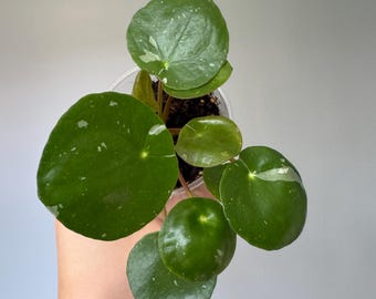 Variegated Pilea Peperomioides “White Splash”, Rare Chinese Money Plant, Live Starter Plant - US SELLER