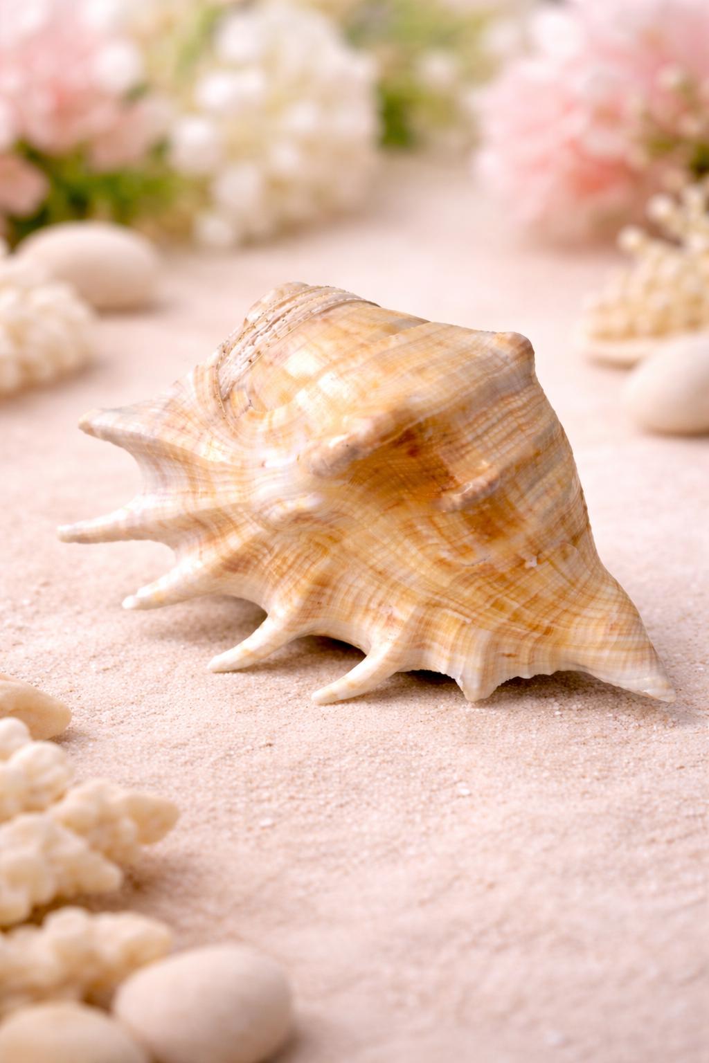 5 Finger Shell for Decorative Divine Home Office Gift Iteam Showpeice ...